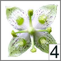 Image result for Menodora heterophylla