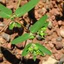Image result for Euphorbia hyssopifolia
