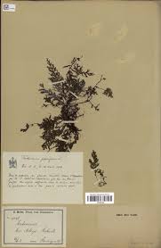 Image result for Crepidomanes inopinatum