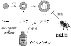 アベルメクチン （avermectin）は、16員環 ラクトン （ マクロライド ）化合物の一群であり、 駆虫活性 および 殺虫活性 を有している 。 土壌中の 放線菌 の一種 streptomyces avermitilis （ 英語版 ） の産生物である。 Https Kaken Nii Ac Jp Ja File Kakenhi Project 16k15180 16k15180seika Pdf