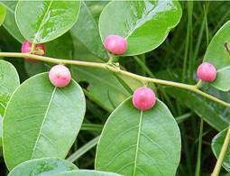 Image result for Phyllanthus udoricola