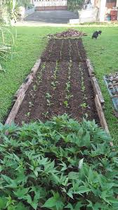 Potager Patate Douce Pota In Progress Beast Friends Outdoor Decor Outdoor