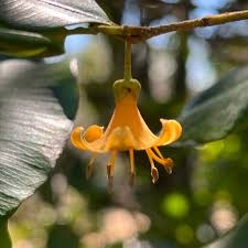 Image result for Gnidia goetzeana