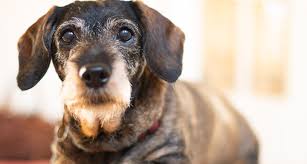 Dementia is associated with older cats. Dog Dementia Causes Symptoms And Treatment