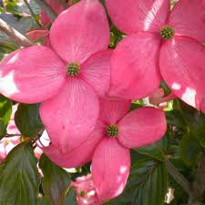 The native tree springtime fills the tree's canopy with white or pink flowers with clusters of red fruits following the blooming stage. Cornus Florida Cherokee Sunset Pink Flowering Dogwood Trees