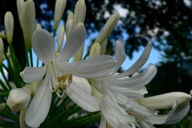 Florida's botanical bounty means a million shades of green. Wallpaper White Flowers Nature Plants Green Blue Blossom Florida Panasonic Shadows Flower Lily Flora Petal Scenic Botany Land Plant Flowering Plant Shrub Macro Photography Hbm Thevillages 2035x1357 594854 Hd Wallpapers