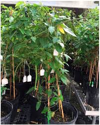 Image result for Oxyanthus pyriformis