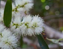 Image result for Melaleuca quinquenervia
