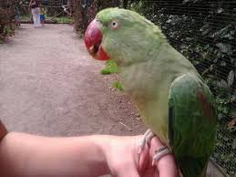 Vrije vogels festival heeft als doel de meest opvallende en nieuwste plekken in de verschillende wijken. Vrije Vogels Afbeelding Van Zoo Veldhoven Tripadvisor