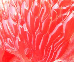 Microscopic inside of a grapefruit. Juice Vesicles Of Grapefruit