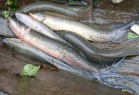 Image result for Ophrestia radicosa