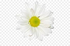 Gratis untuk komersial tidak perlu kredit bebas hak cipta. Daisy Umum Teh Bunga Krisan Putih Gambar Png