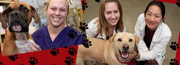 Vets for pets animal hospital is a proud provider of the fayetteville, benson & dunn, nc areas. Vets For Pets And People Uga Today