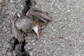 Als übersetzung von pathetisch vorschlagen. Ein Vogel Stirbt In Den Rissen Der Strasse Pathetisch Entstellt Durch Einen Autounfall Lizenzfreie Fotos Bilder Und Stock Fotografie Image 42318154