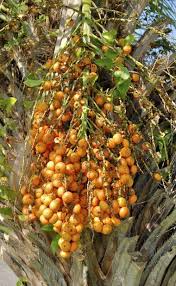 This is best suited for potted palm trees where this formula by espoma is completely organic which means that it promotes healthy growth for the palm trees. 55 Palm Tree Pods Uses Ideas Palm Frond Art Palm Palm Tree Art