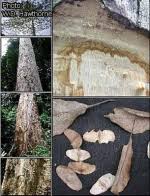 Image result for Terminalia superba