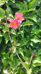 A Close Up Of That Same Mandevilla Vine And Its Intense Pink Blossoms Mandevilla Vine Pink Blossom Vines