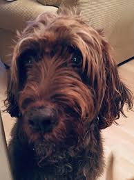 Image result for griffon korthalsův