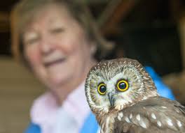 Maine bird woman is retiring after decades of learning from her raptors
