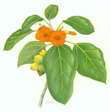 Image result for Cordia mukuensis