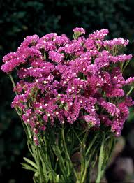 Image result for Limonium sinuatum