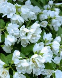 Seringat Manteau D Hermine Arbuste Arbres Et Arbustes Et Jardins Blancs