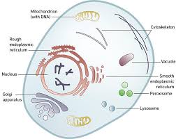 Maybe you would like to learn more about one of these? The Symbiosis That Changed The World Microbiology Society