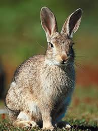 These animals can live up to 18 years. Wild Rabbits Facts Diet Habitat Information