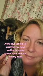 Hotel Cat Feeds Off Scraps