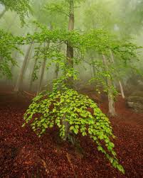 Martin Rak On Instagram Light And Fog In The Saxon Woods Spring Forest Beautiful Photos Of Nature Beautiful Nature Pictures