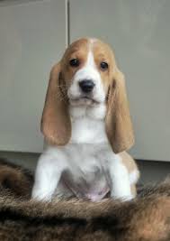 Image result for švycký honič