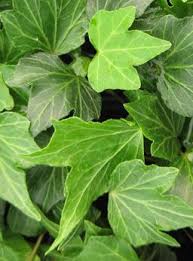 Pin By Amy Jones On Plants Ivy Plants Plants Ivy Meaning