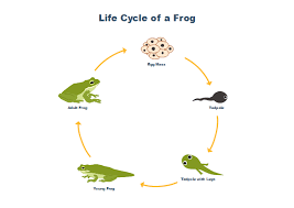 Frog Life Cycle Free Frog Life Cycle Templates