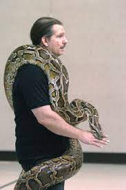 Burmese Python Giant Snakes 973 248 9964 Burmese Python Giant Snake Beautiful Snakes