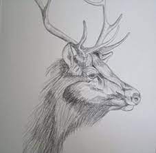 Elk Drawing Original Fine Art Animal Nature Realism Wildlife Woodland Rustic Home Decor Country Western Elk Drawing Animal Drawings Pencil Drawings Of Animals