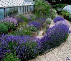 The Lavender Garden Lavender Garden Plants Dry Garden