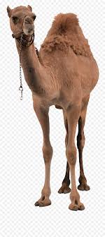1,667 free images of camel. Download Camel Png Free Transparent Png Images Pngaaa Com
