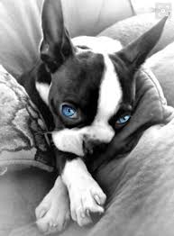 Black And White Boston Terrier Pictures Blue Eyes Boston Terrier Puppy Boston Terrier Terrier