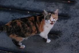 Maybe you would like to learn more about one of these? Kucing Mengeong Tanpa Suara Apa Sebabnya Halaman All Kompas Com