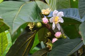 Image result for Bellucia