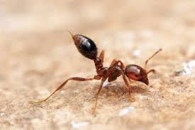 While we are speaking of this, i want to address an incident that happened today, if i ask you if you have spray at home or are asking about what you use, i'm not being rude, i might tell you to. How To Get Rid Of Fire Ants Homesteading And Livestock Mother Earth News