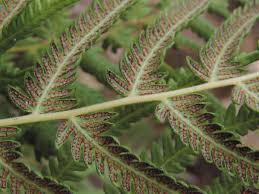 Image result for Thelypteridaceae