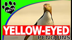 Facts and information about yellow eyed penguins. Penguins 101 Fun Yellow Eyed Hoiho Penguin Facts Animal Facts