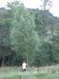 Click on the links below of the. Willow Hybrid Trees