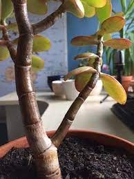 I'm so paranoid about overwatering that i haven't increased the watering schedule for the summer. What Is Wrong With This Jade Plant Yellowing Leaves Spots White Powder Gardening Landscaping Stack Exchange