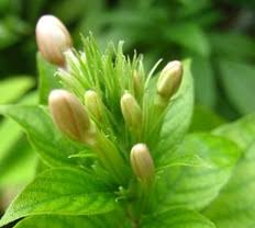 Image result for x Ruttyruspolia 'Phyllis van Heerden'