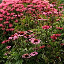 Echinacea purpurea, and it's growing family of cultivars, are surely the true anchors of most sunny borders. Echinacea Purpurea Ruby Star Rubinstern Perennial Resource