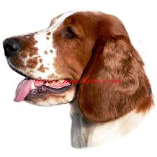 Image result for velššpringršpaněl