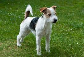 Parson Russell Terrier Racas De Cachorro