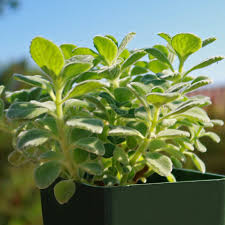 Image result for Coleus neochilus